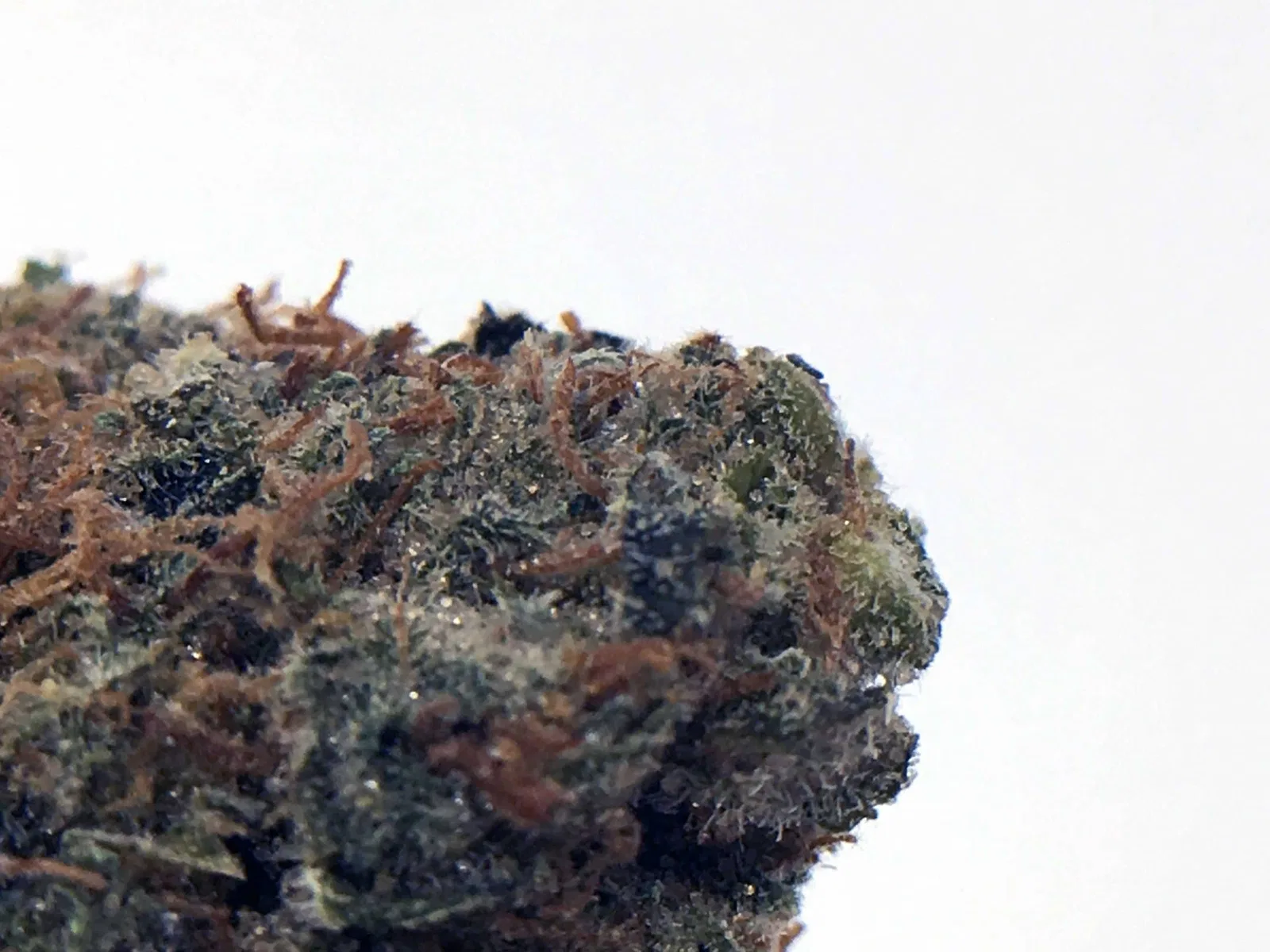 AK-47 cannabis flower from the original UK review archive.