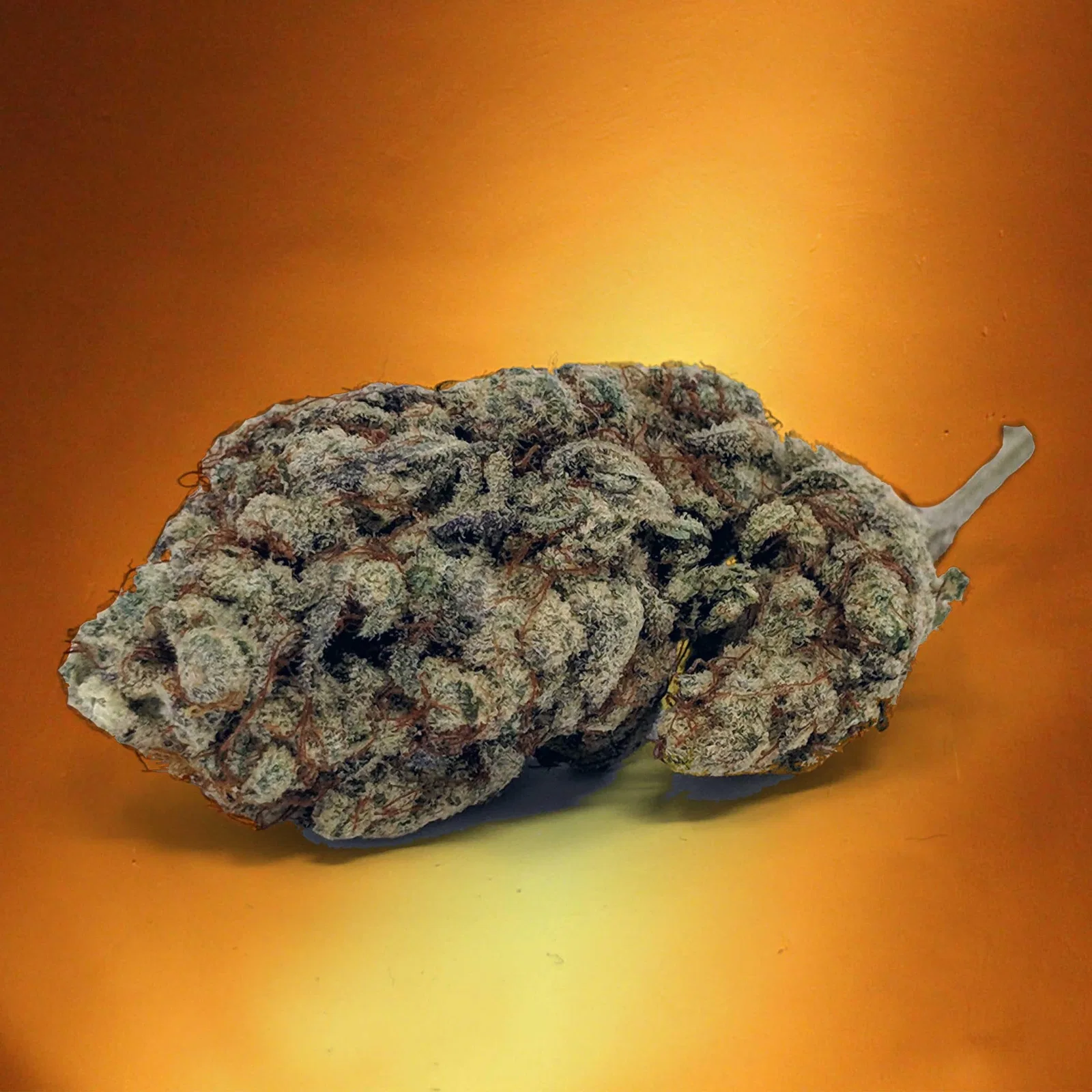 Alien Cream Cake cannabis flower from the original UK review archive.