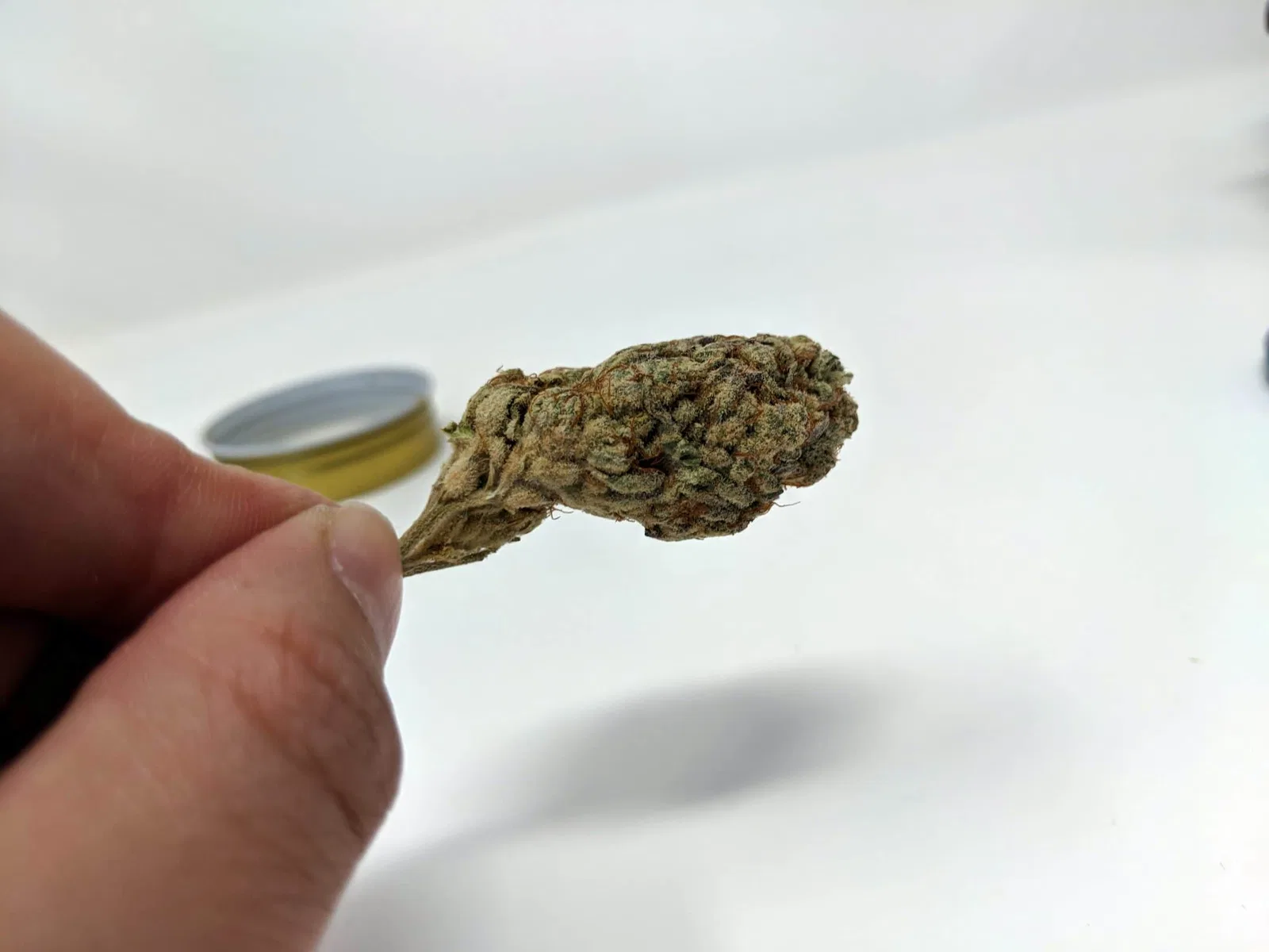 Alien Cream Cake cannabis flower from the original UK review archive.