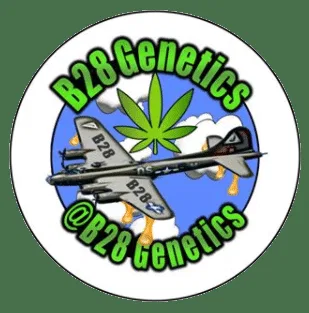 B29