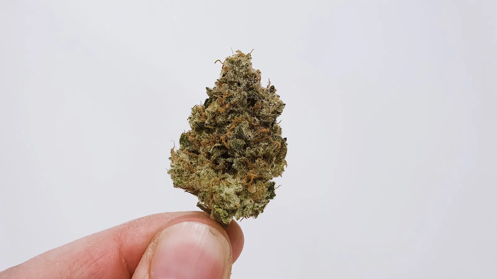 Banana Punch cannabis flower from the original UK review archive.