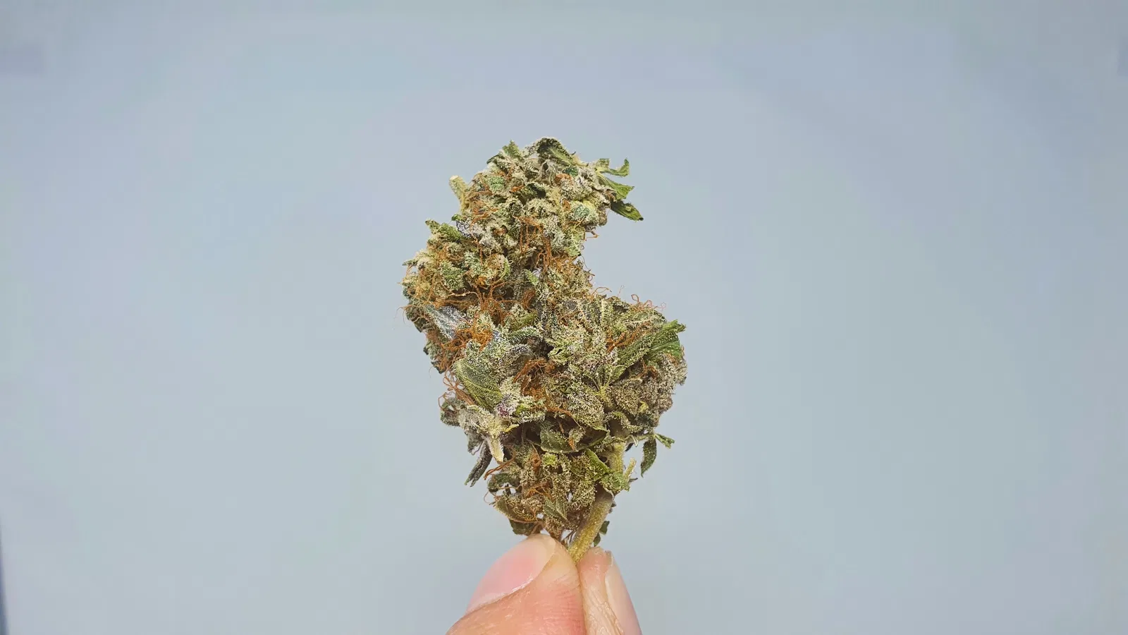 Berry Split cannabis flower from the original UK review archive.