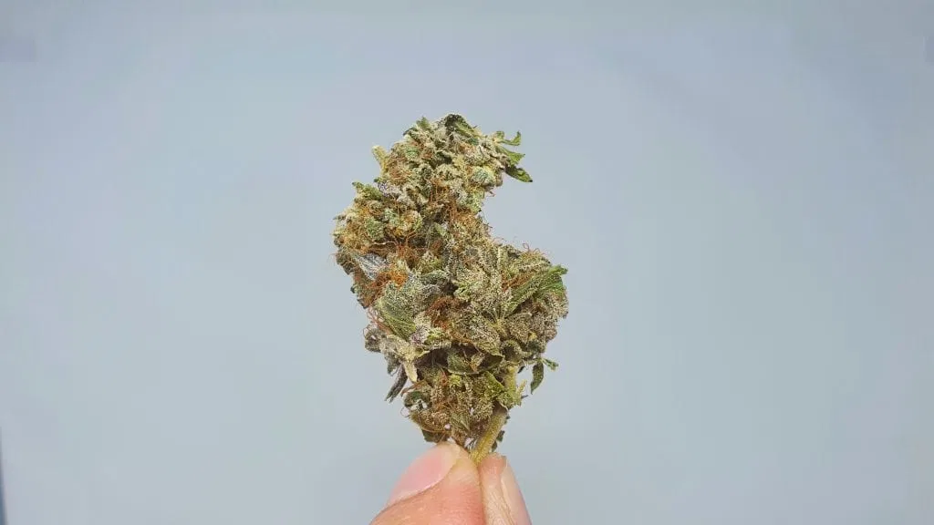 Berry Split cannabis flower from the original UK review archive.