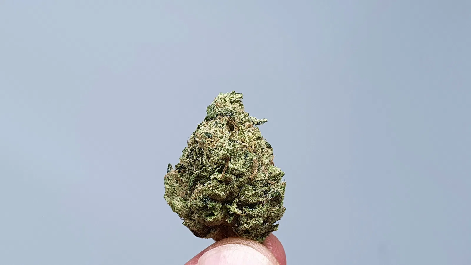 Biker Mouse cannabis flower from the original UK review archive.