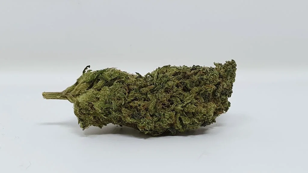 Biker Mouse cannabis flower, shown as a similar-cultivar reference for Tigerz Eye; not Tigerz Eye