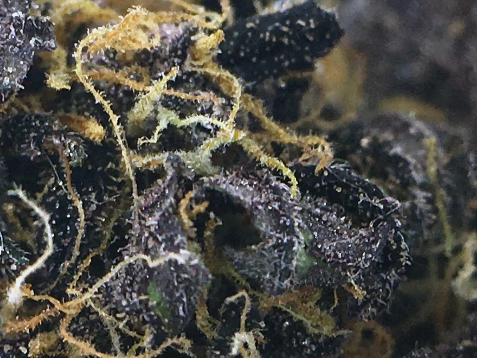 Blackberry Kush cannabis flower, shown as a similar-cultivar reference for Kimbo Kush; not Kimbo Kush
