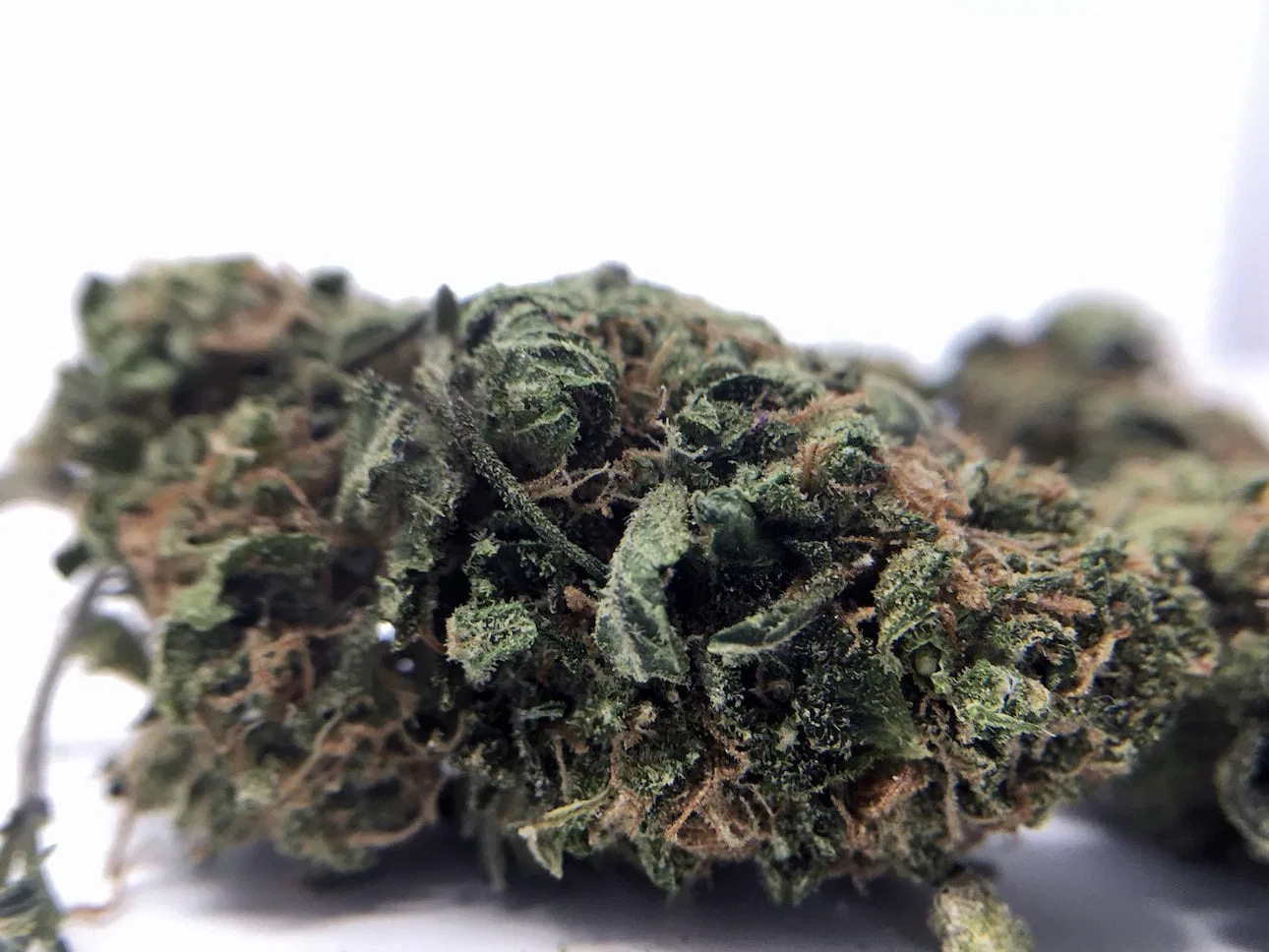 Blue Cheese cannabis flower from the original UK review archive.