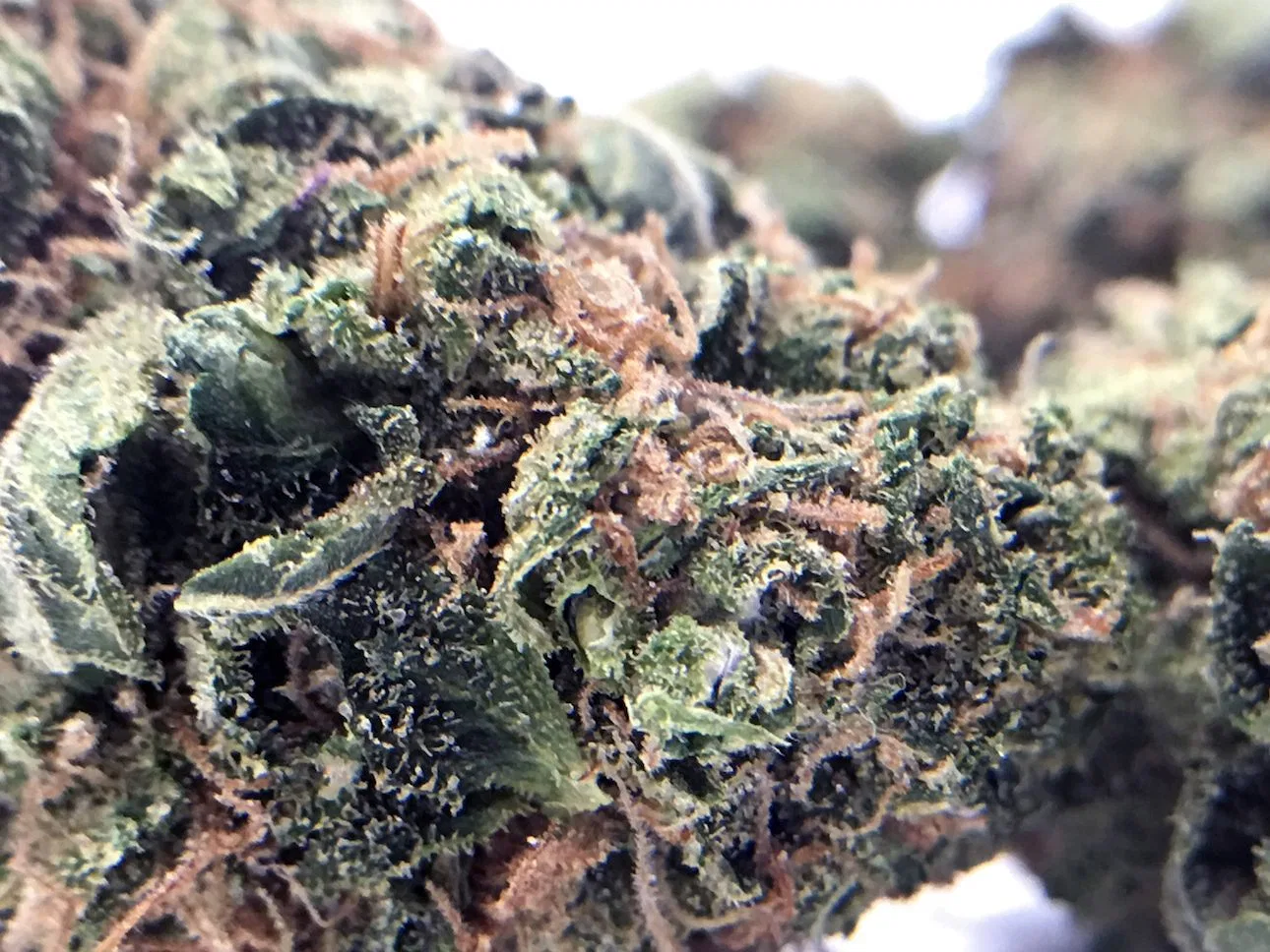 Blue Cheese cannabis flower from the original UK review archive.