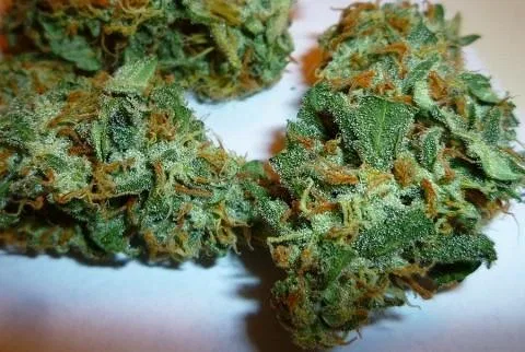Blueberry cannabis flower, shown as a similar-cultivar reference for Super Skunk; not Super Skunk