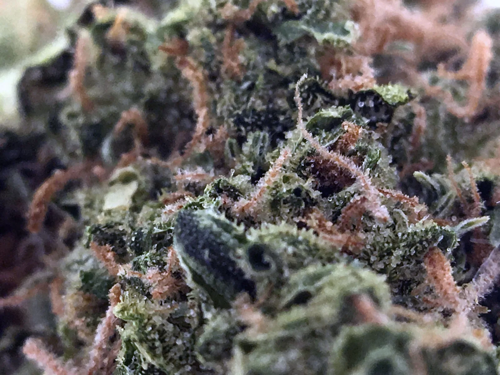 Blues cannabis flower from the original UK review archive.