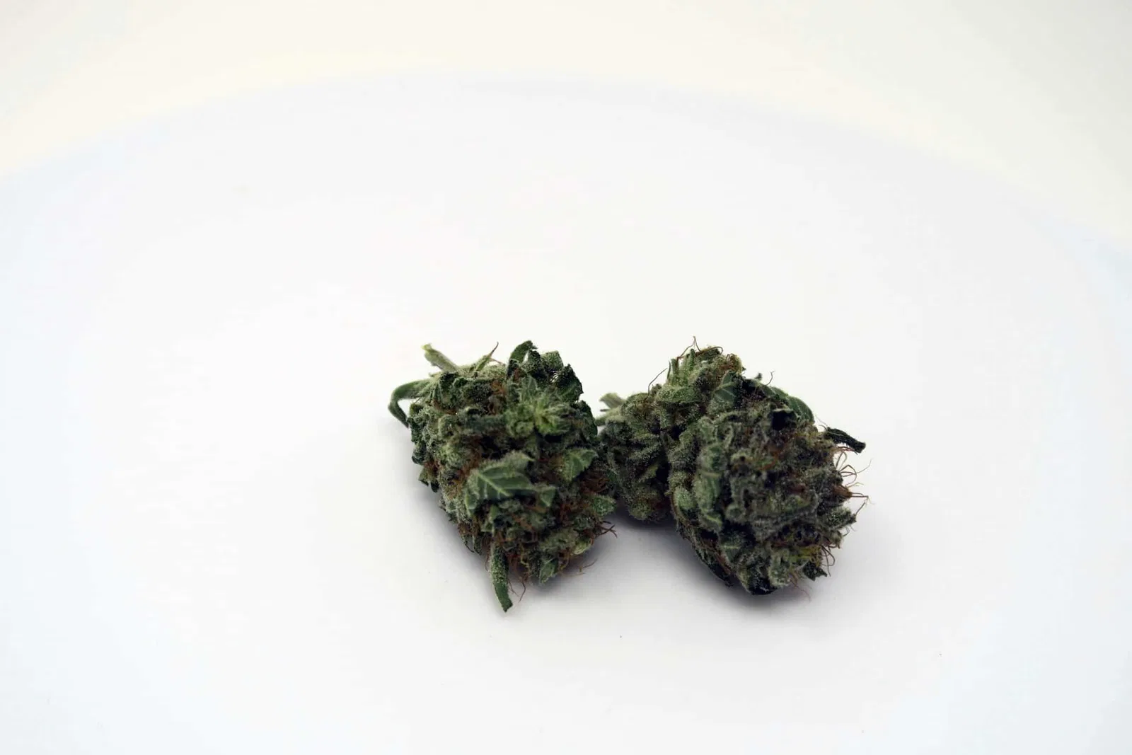 Candy Cream cannabis flower, shown as a similar-cultivar reference for Candy Store; not Candy Store