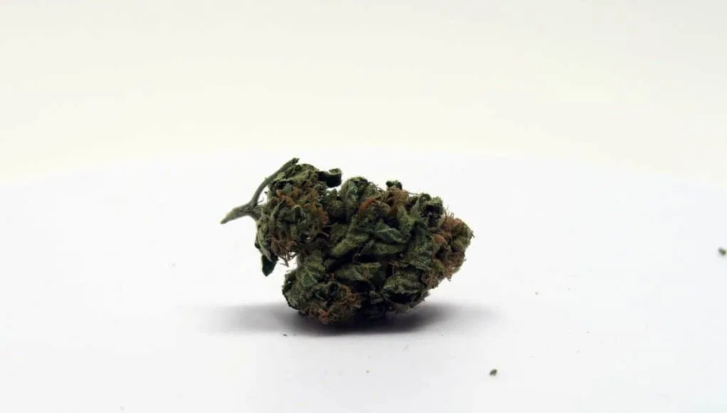 Chocolate Kush cannabis flower from the original UK review archive.