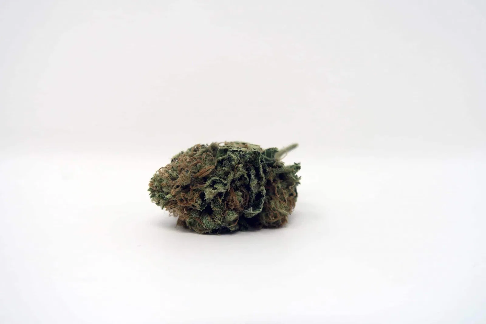Chocolate Kush cannabis flower, shown as a similar-cultivar reference for Obama Kush; not Obama Kush
