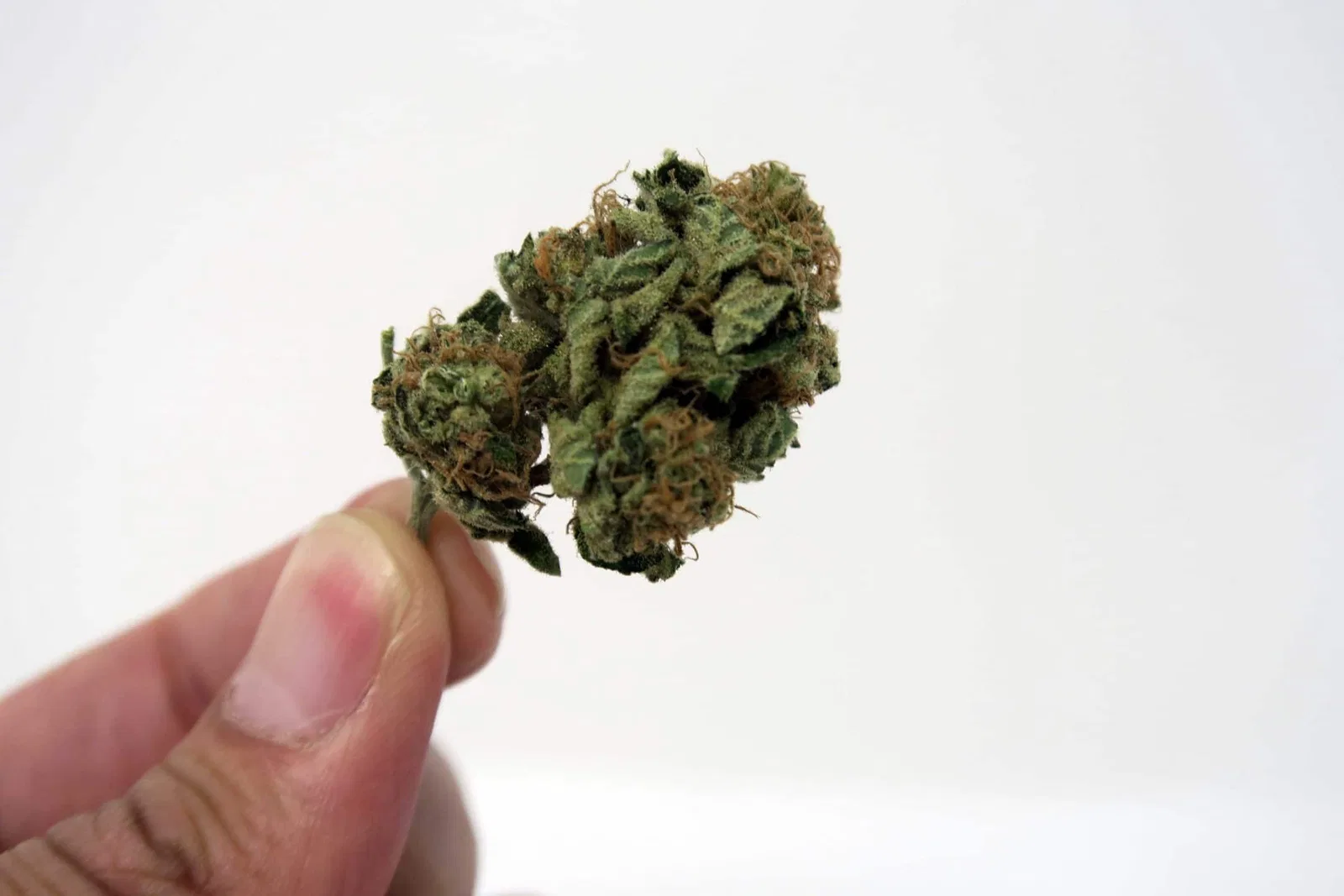 Chocolate Kush cannabis flower from the original UK review archive.