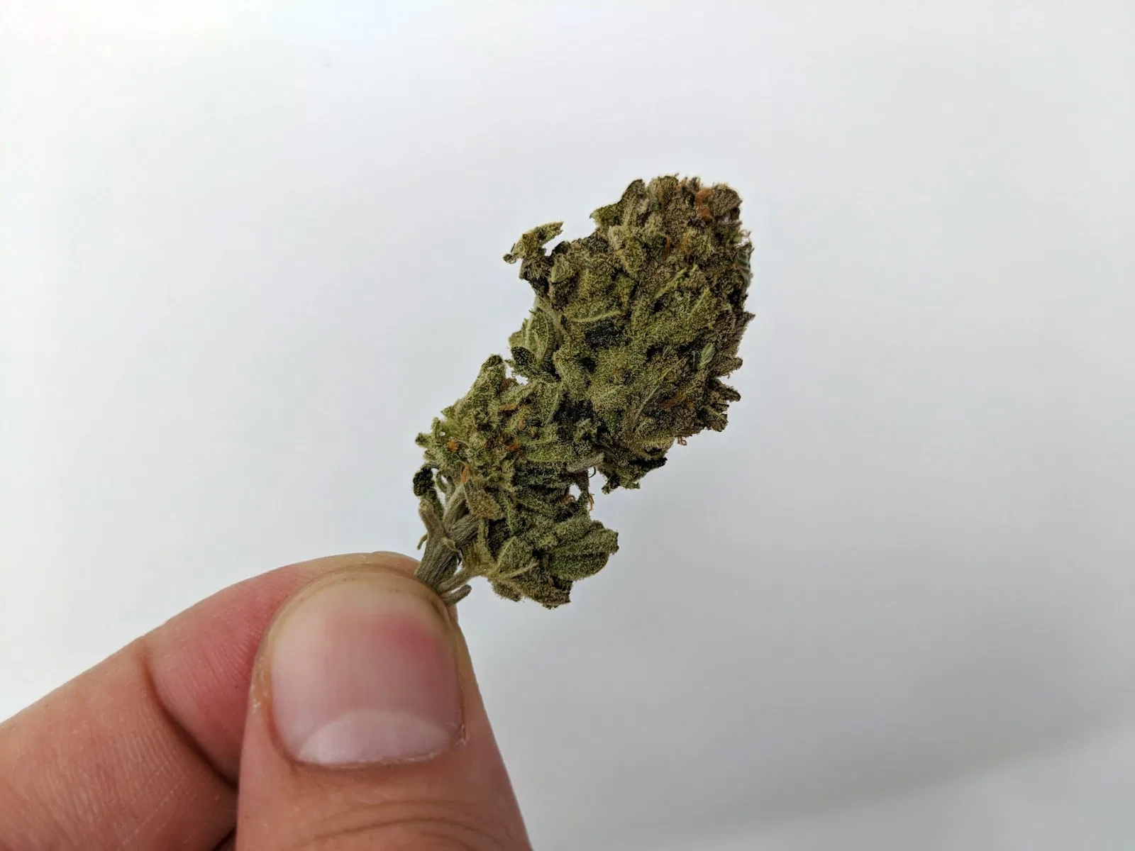 Chocolate Mint OG cannabis flower from the original UK review archive.