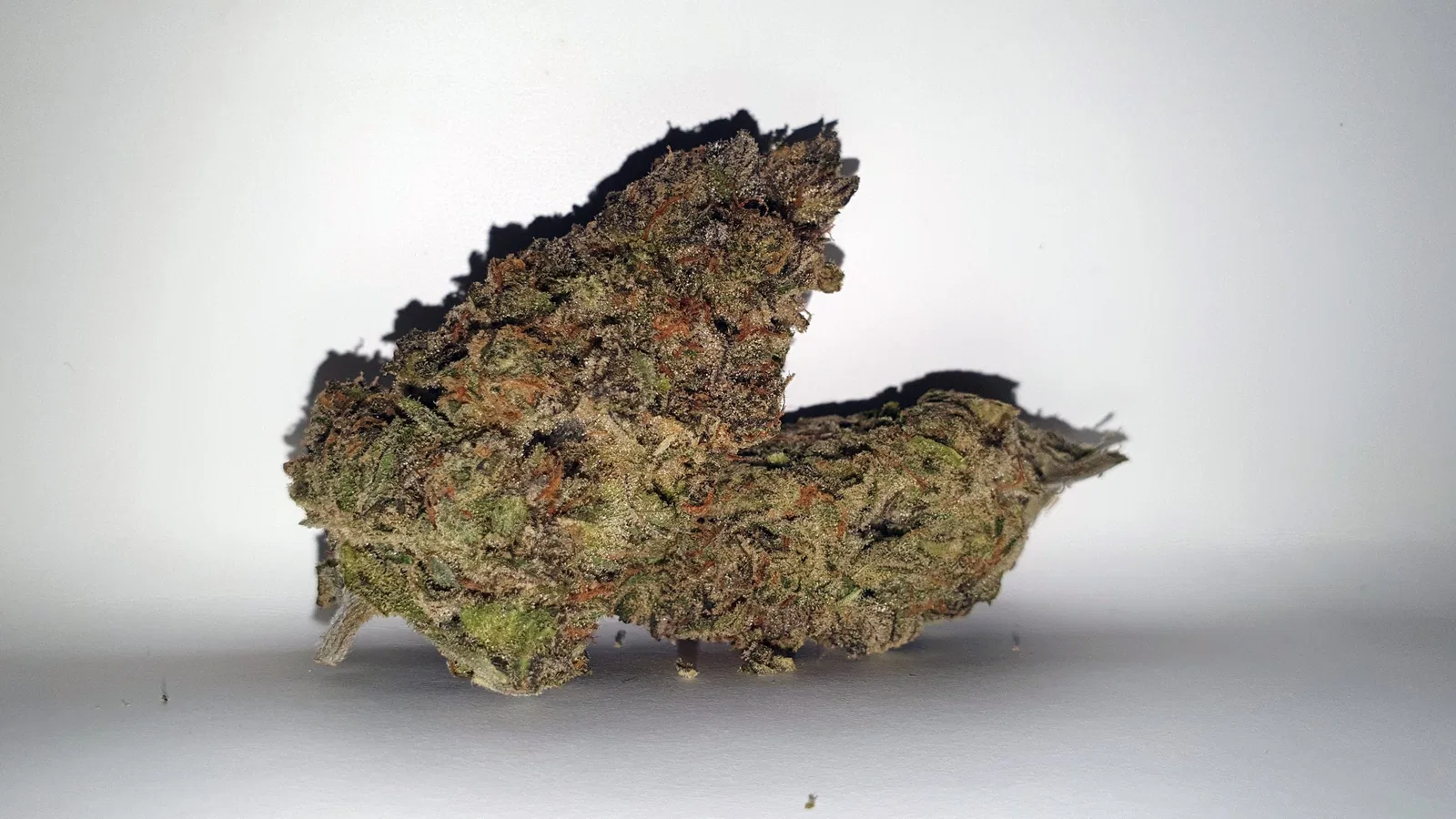 Chocolate Orange cannabis flower, shown as a similar-cultivar reference for Cali Orange; not Cali Orange