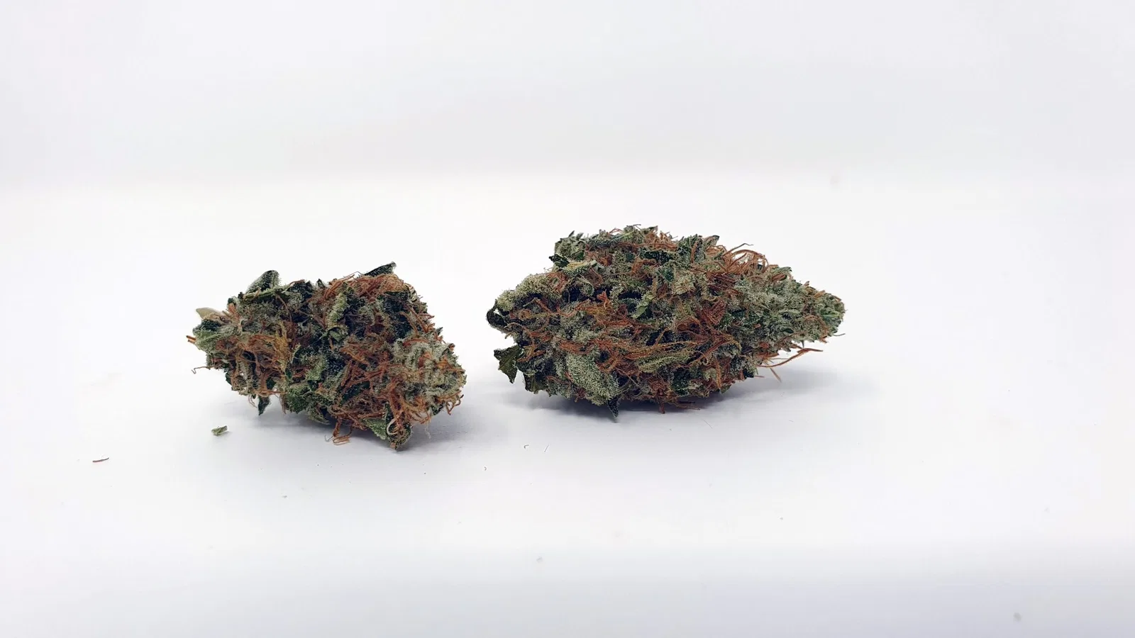 Chocolate Starfish cannabis flower from the original UK review archive.
