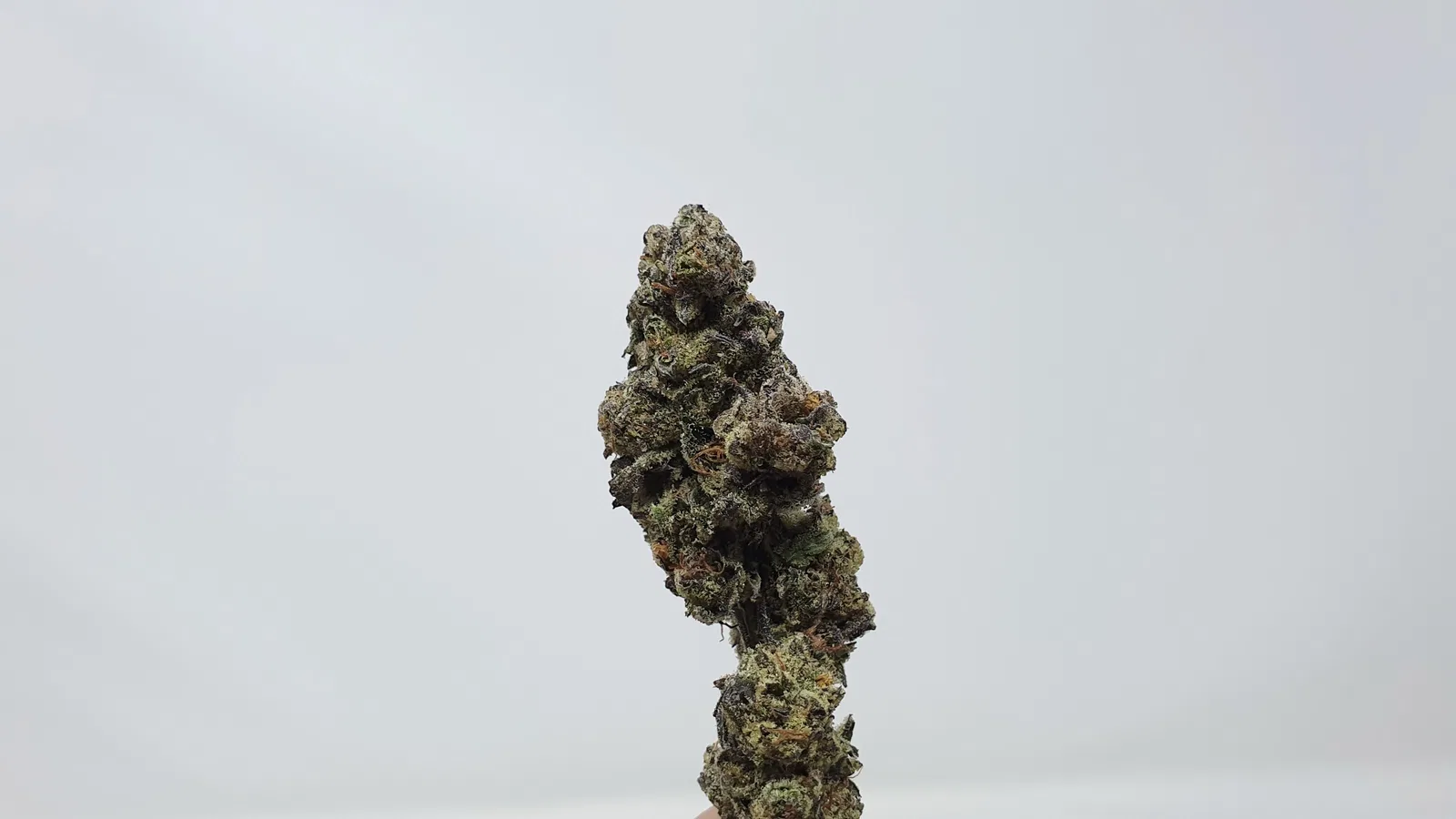 Cookies Zauce cannabis flower from the original UK review archive.