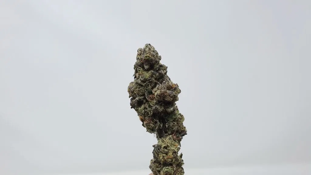 Cookies Zauce cannabis flower from the original UK review archive.