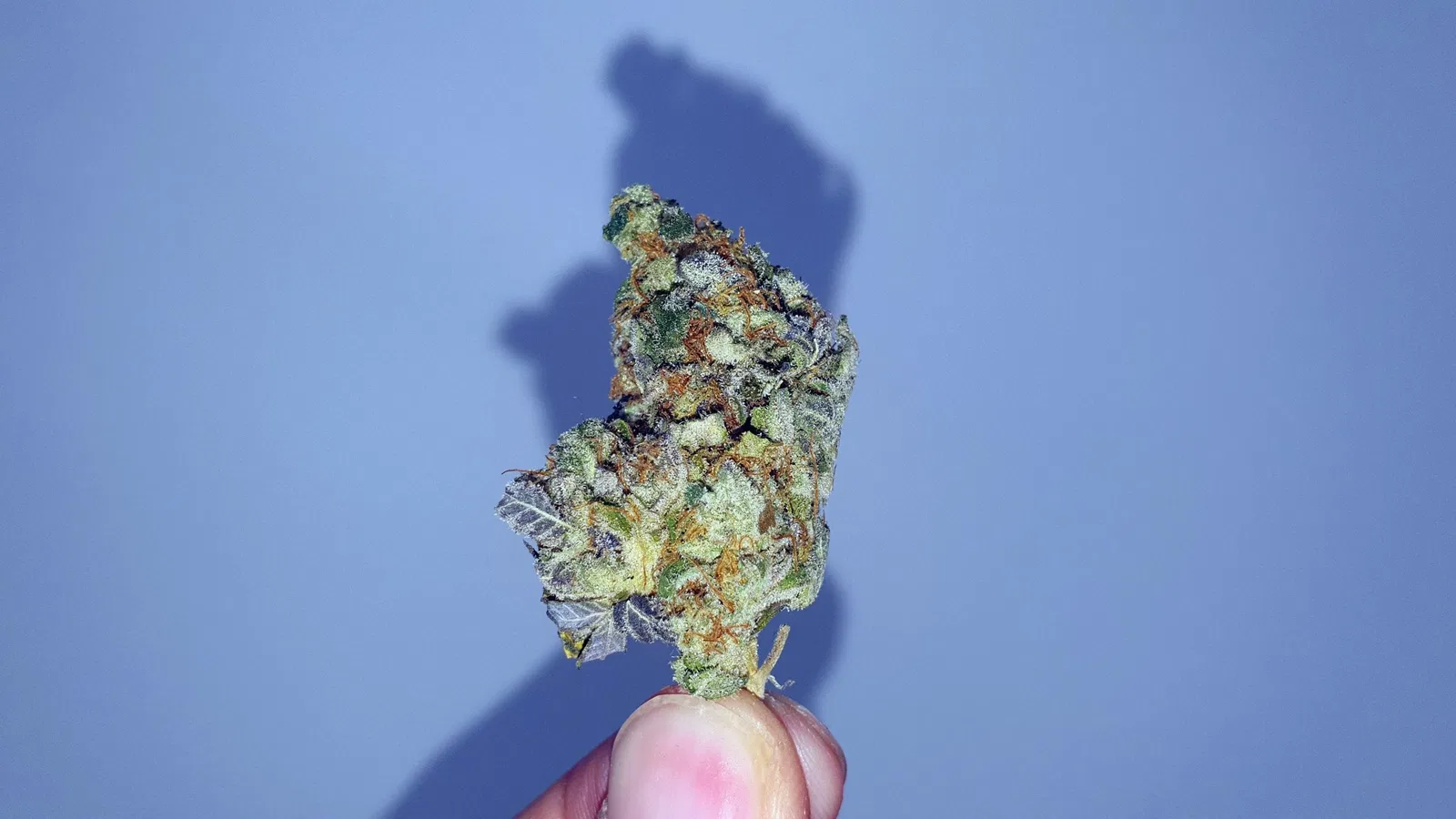 Crushed Berries cannabis flower from the original UK review archive.