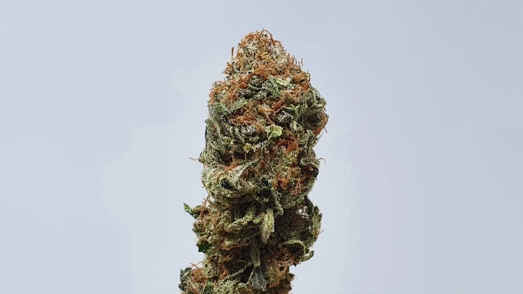 Disco Biscuit cannabis flower from the original UK review archive.