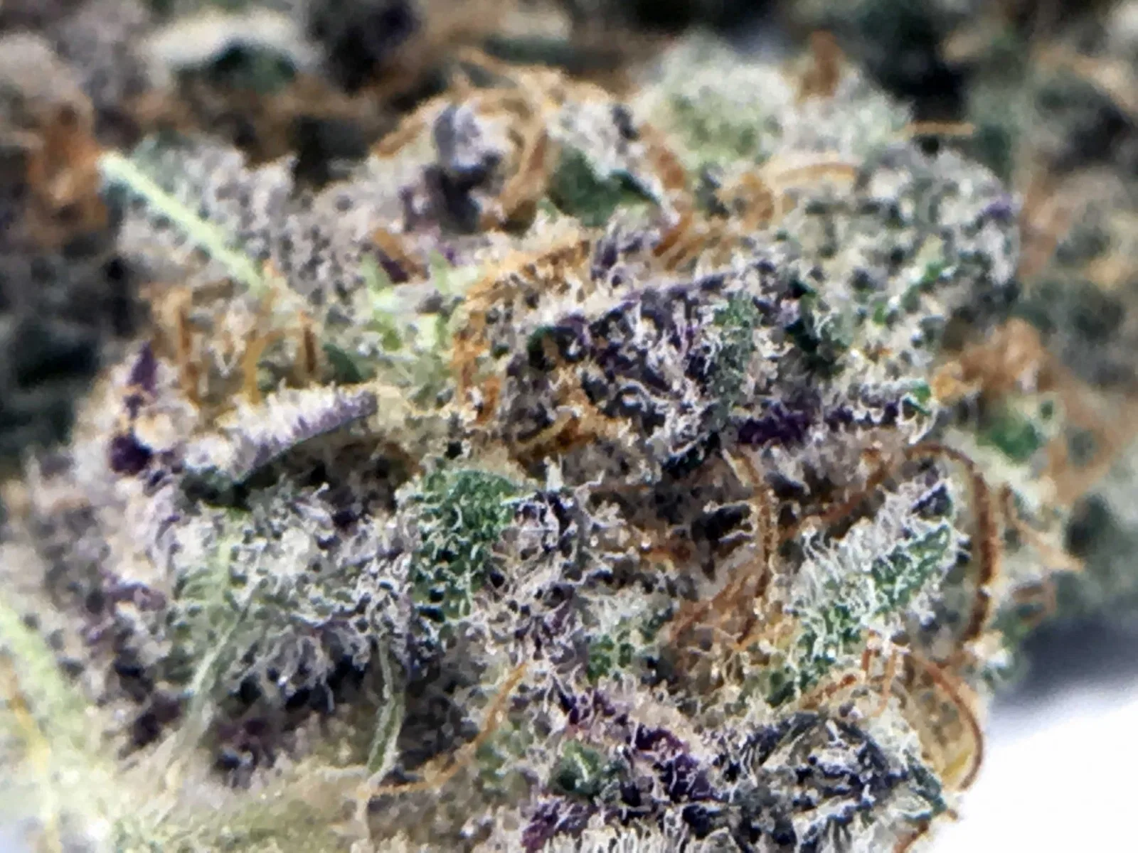 Dolato cannabis flower, shown as a similar-cultivar reference for Jealousy; not Jealousy