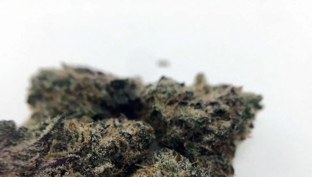 Dolato cannabis flower from the original UK review archive.