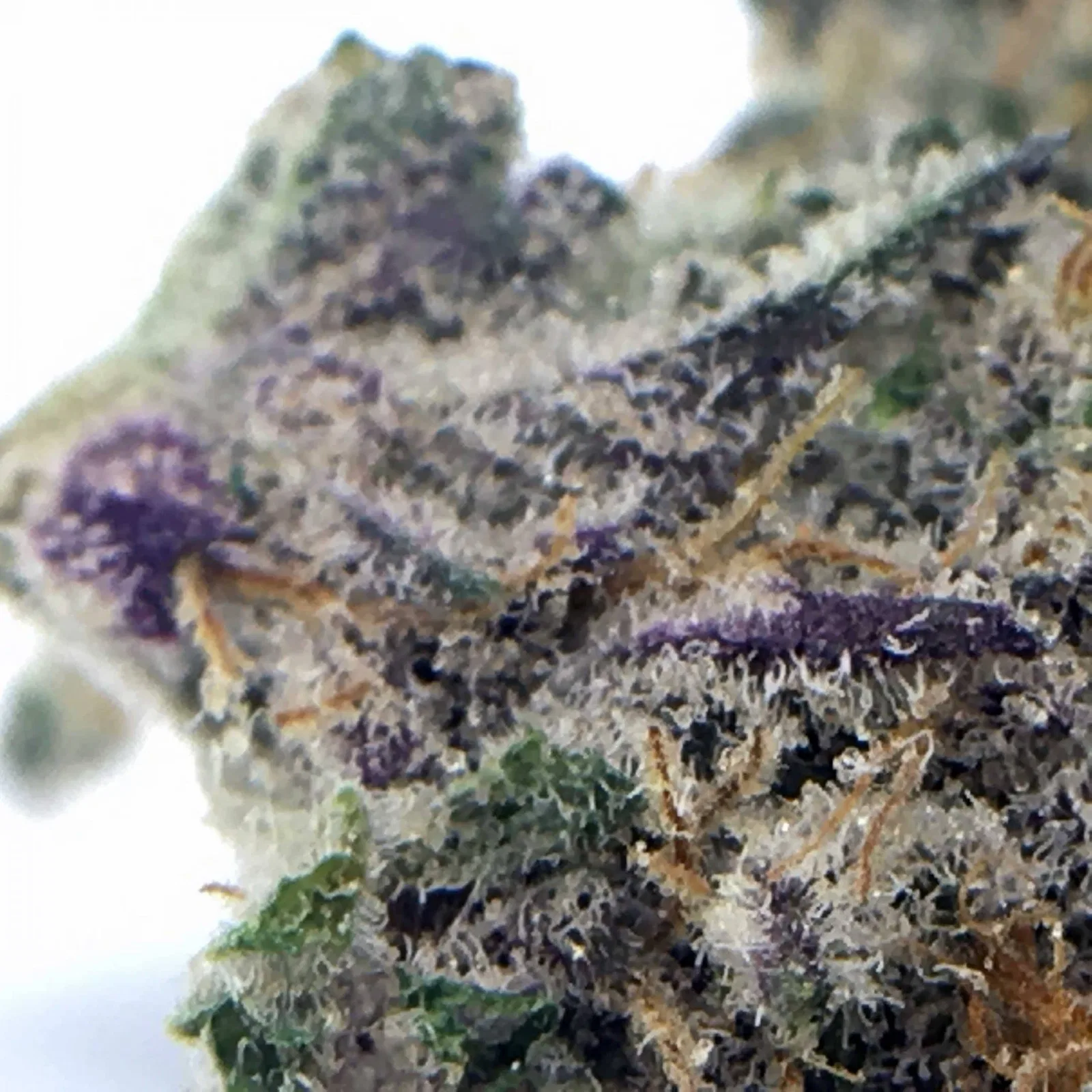 Dolato cannabis flower from the original UK review archive.