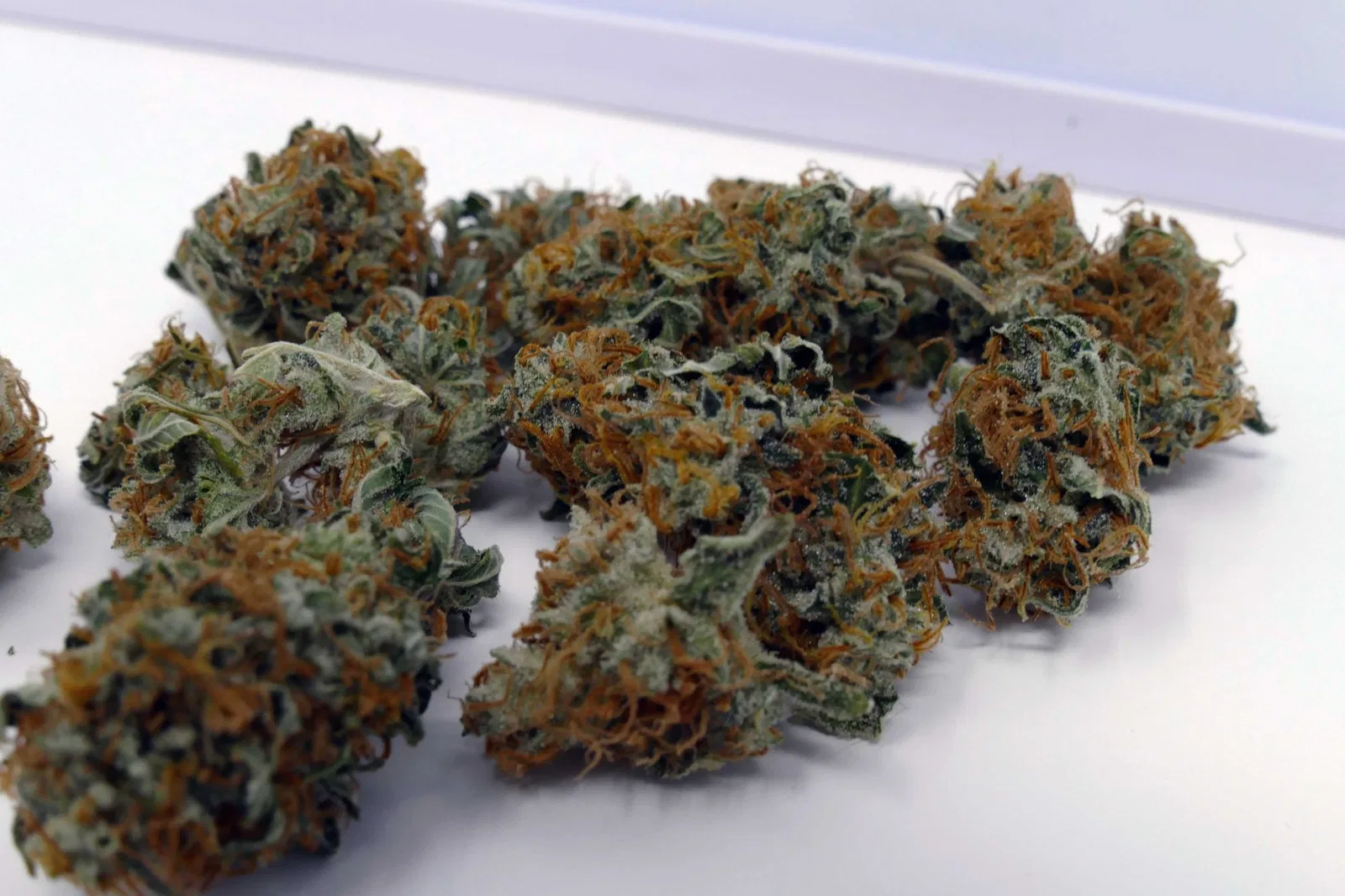 Early Skunk cannabis flower from the original UK review archive.