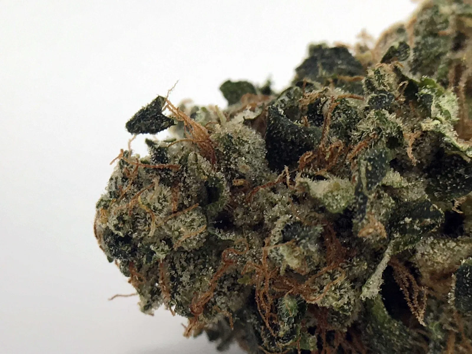 East Coast Sour Diesel cannabis flower from the original UK review archive.