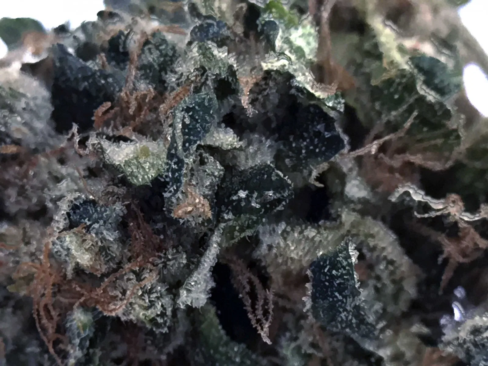 East Coast Sour Diesel cannabis flower from the original UK review archive.