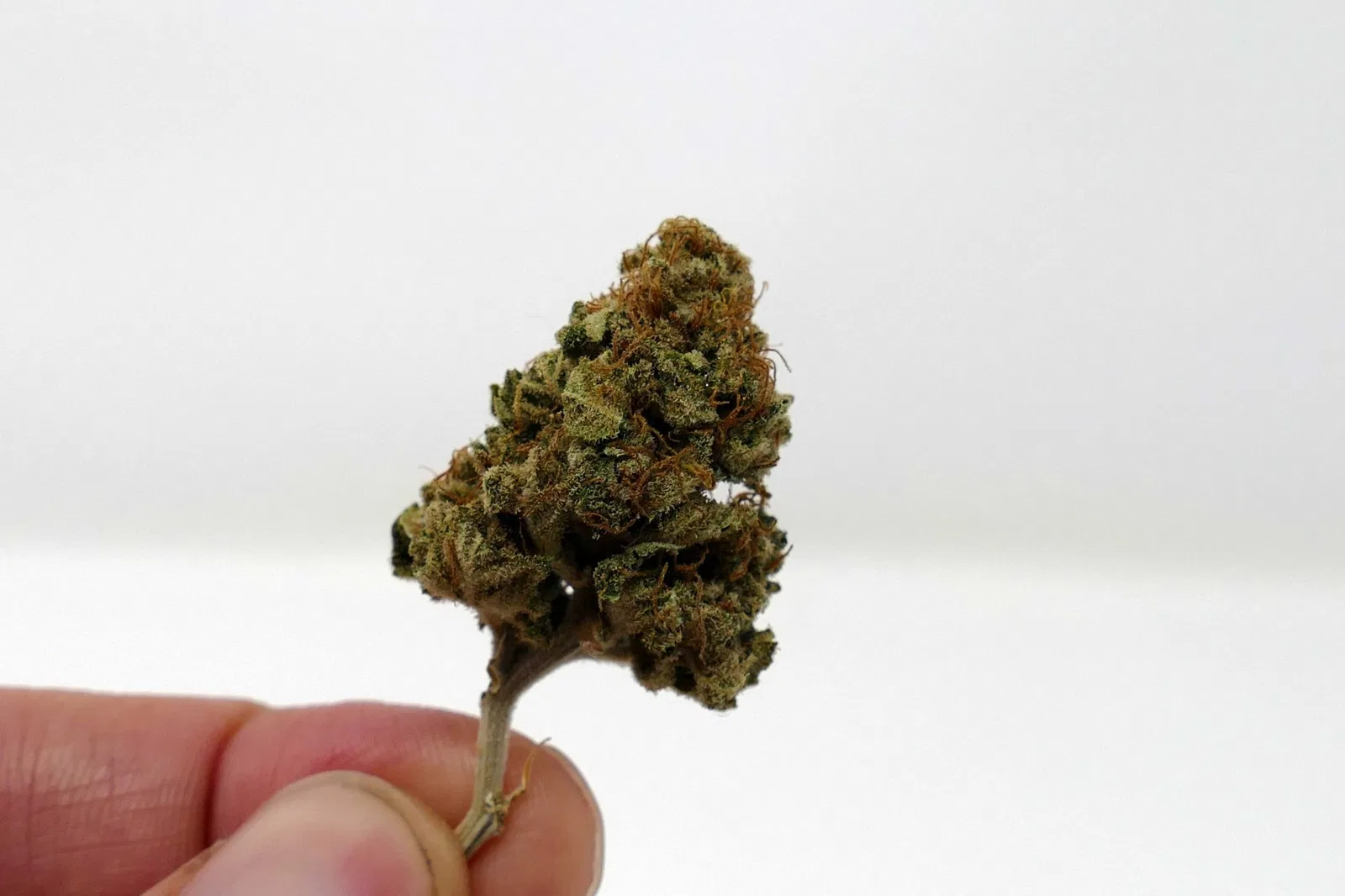 El Fuego (The Fire) cannabis flower from the original UK review archive.