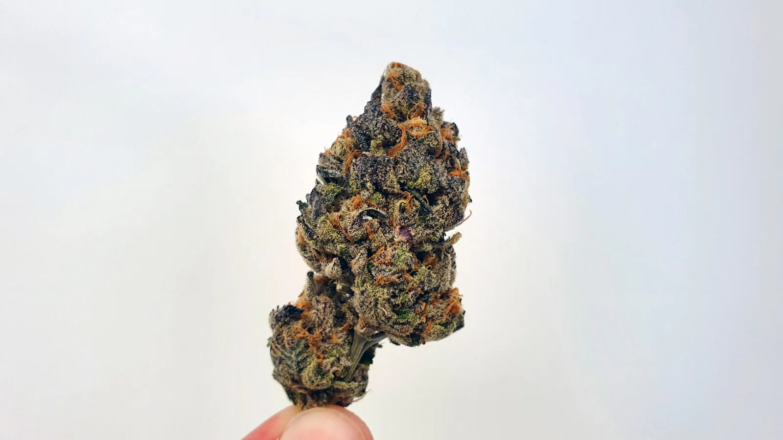 Footloose cannabis flower from the original UK review archive.