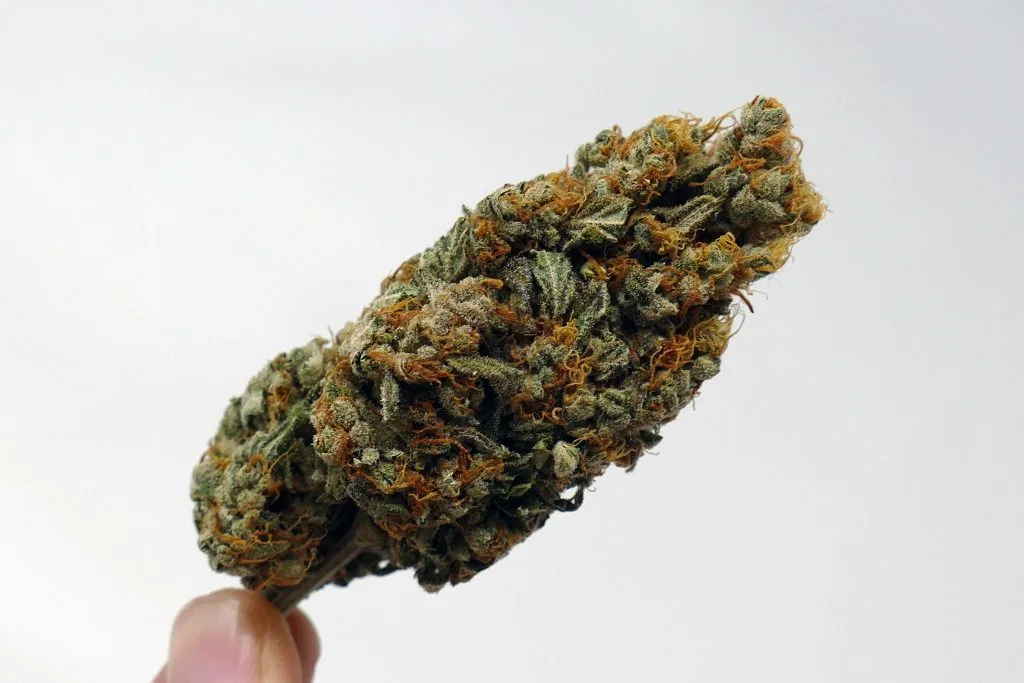 Gigantuan Automatic cannabis flower from the original UK review archive.