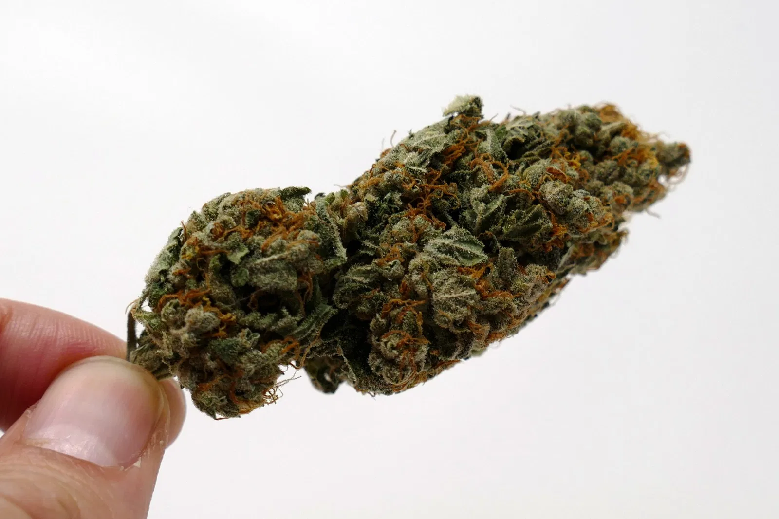 Gigantuan Automatic cannabis flower from the original UK review archive.