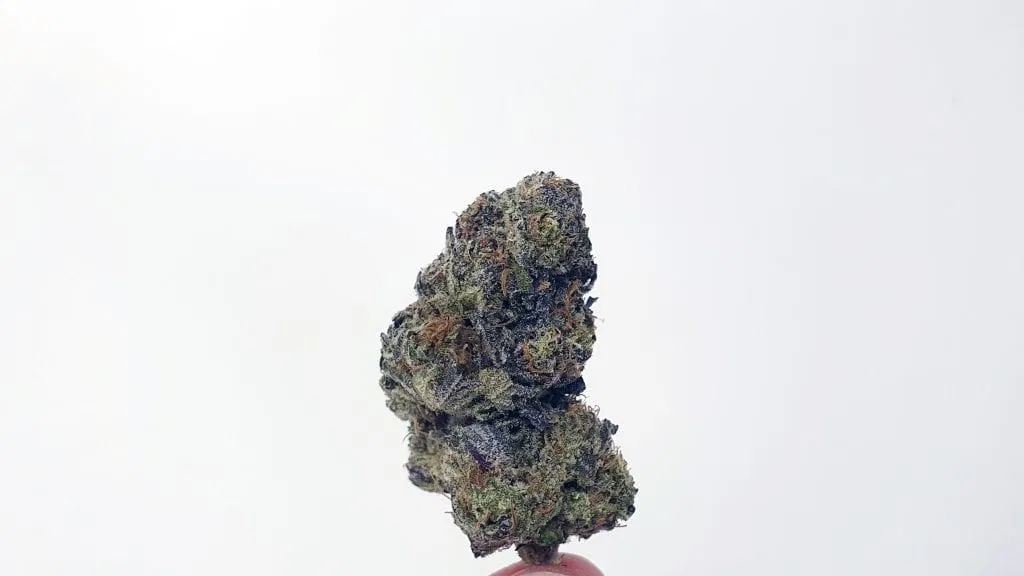 Girl Guide Cookies cannabis flower from the original UK review archive.