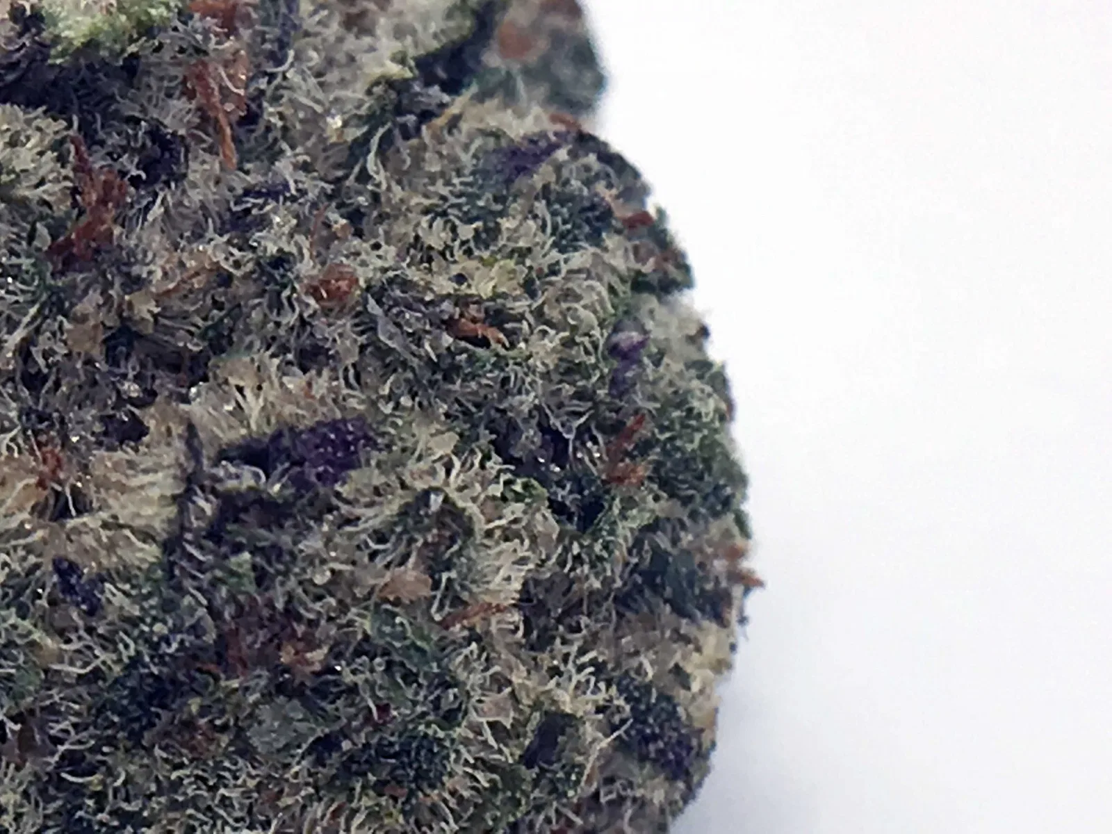 Girl Scout Cookies cannabis flower, shown as a similar-cultivar reference for Do-Si-Dos; not Do-Si-Dos