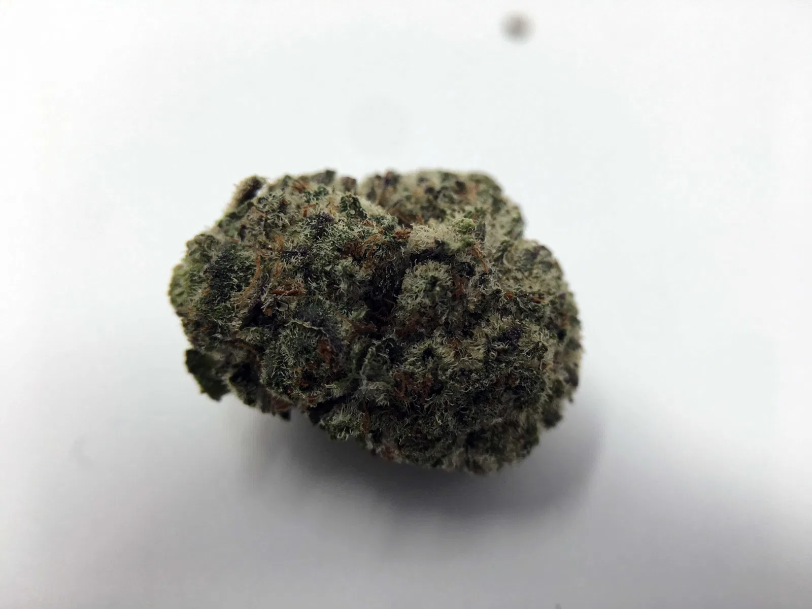 Girl Scout Cookies cannabis flower from the original UK review archive.