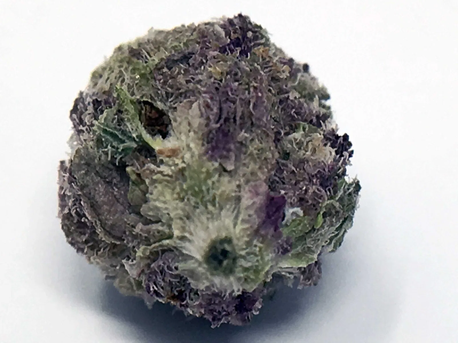 Girl Scout Cookies cannabis flower from the original UK review archive.