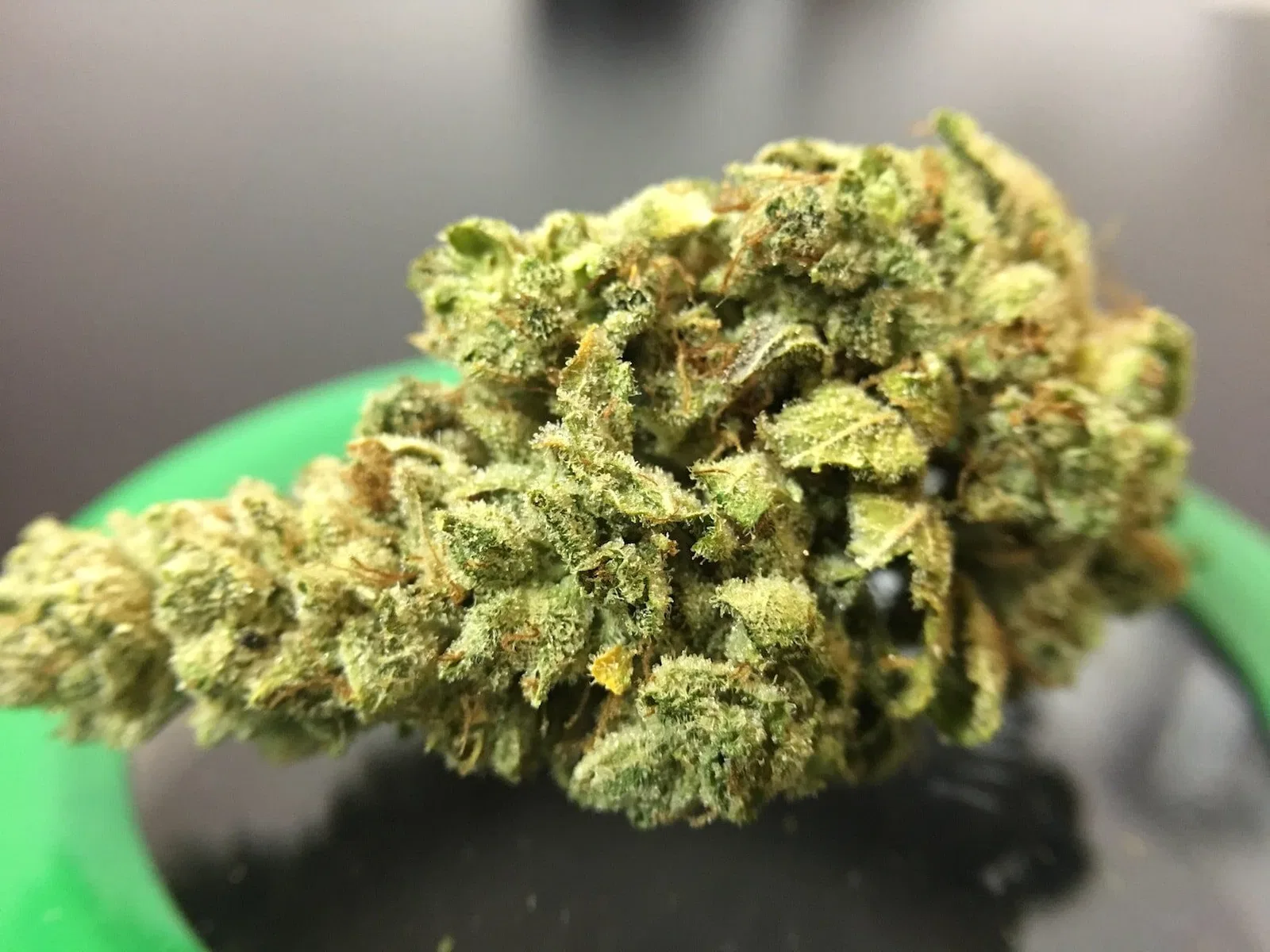 Gorilla Glue