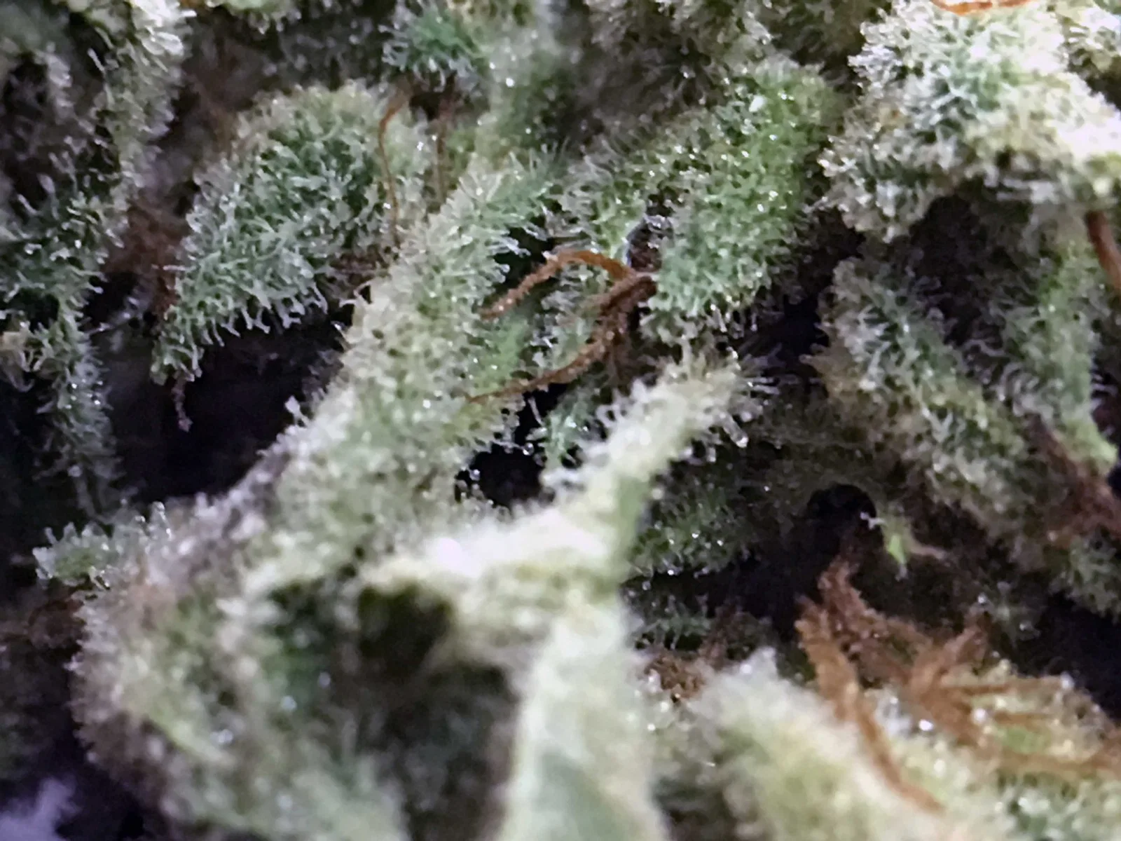 Gorilla Glue #4 cannabis flower from the original UK review archive.