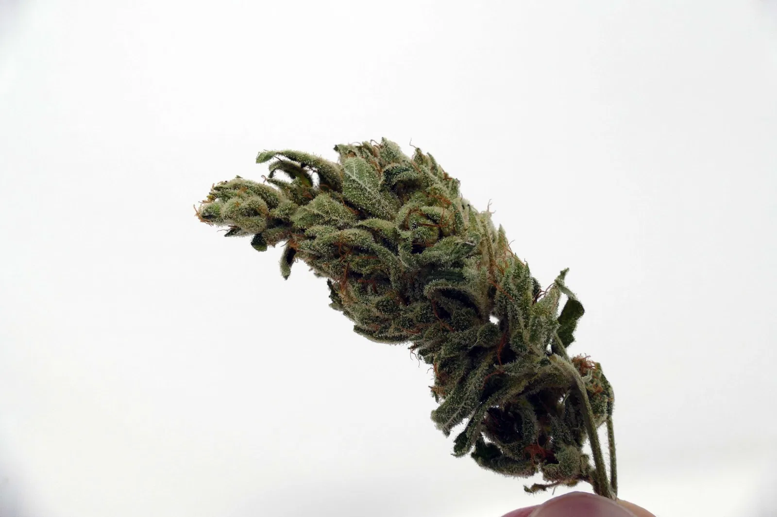 Gorilla Glue #4 cannabis flower from the original UK review archive.