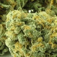 Green Crack