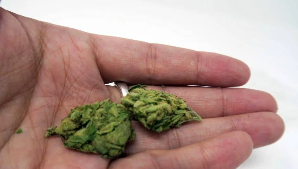 Green Kiss cannabis flower from the original UK review archive.
