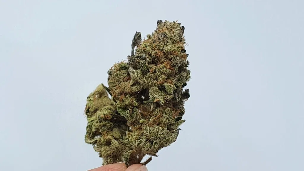 Harambe’s Revenge cannabis flower from the original UK review archive.