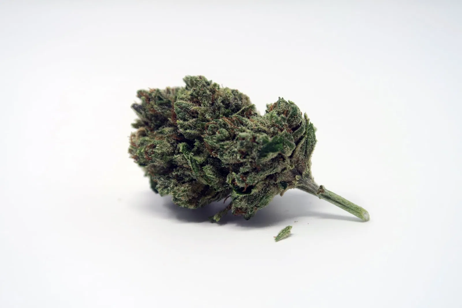 Headband cannabis flower, shown as a similar-cultivar reference for Bruce Banner; not Bruce Banner