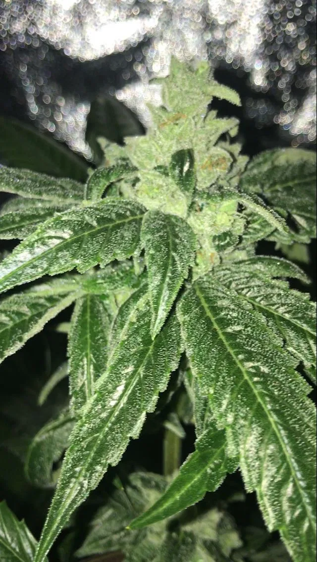 Headbanger cannabis flower from the original UK review archive.