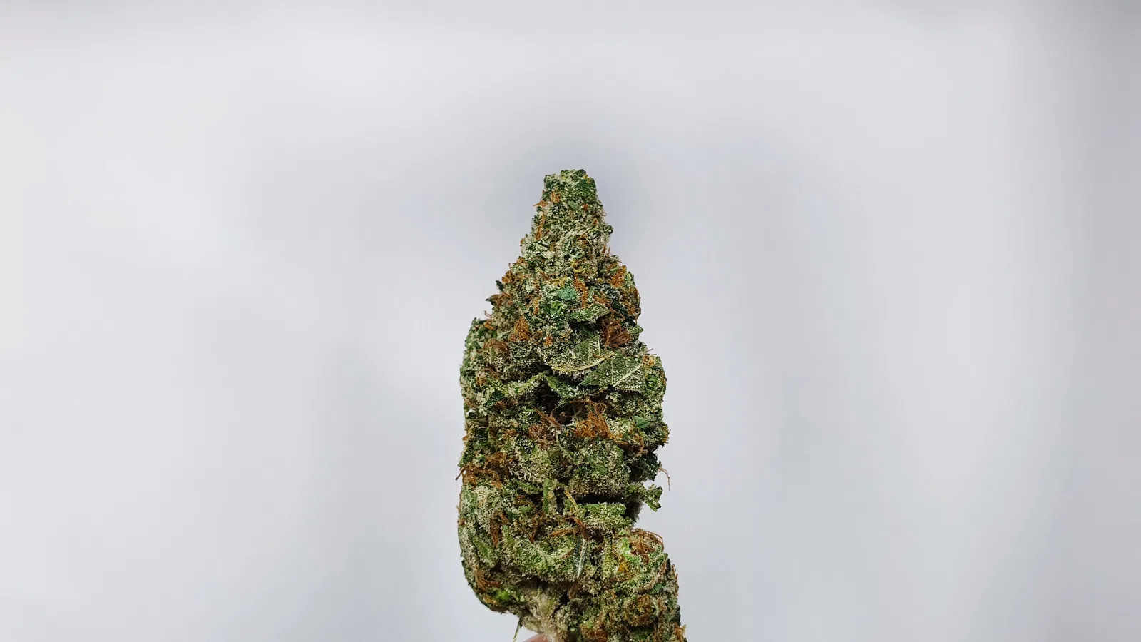 Hubba Bubba cannabis flower from the original UK review archive.