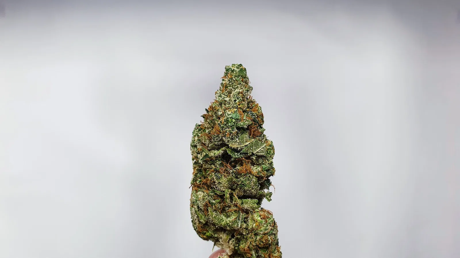 Hubba Bubba cannabis flower from the original UK review archive.