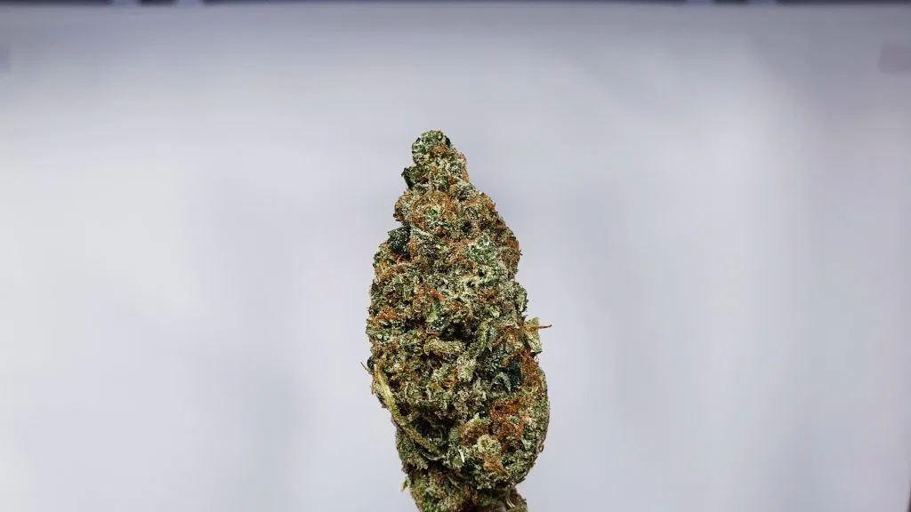 Hubba Bubba cannabis flower from the original UK review archive.